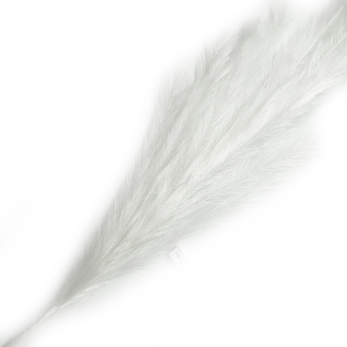 תמונה של פמפס צבע לבן לקישוט